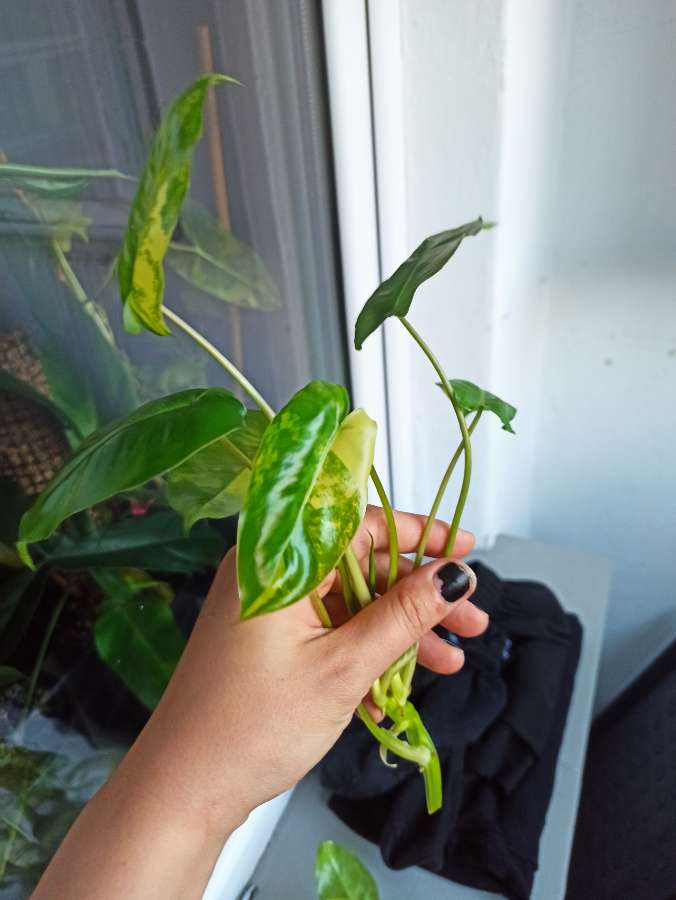 Philodendron Burle Marx Variegata 2