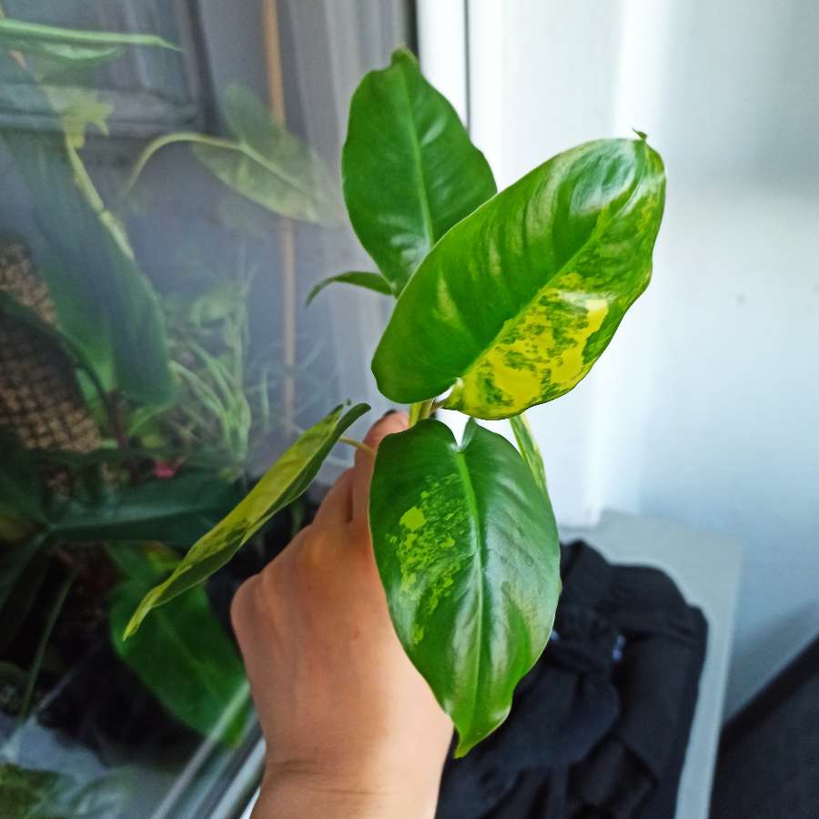 Philodendron Burle Marx Variegata