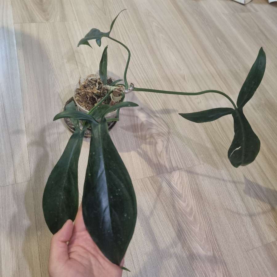 Philodendron "rabbit ear"