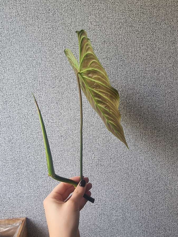 Philodendron splendid 2