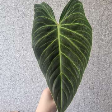 Philodendron splendid