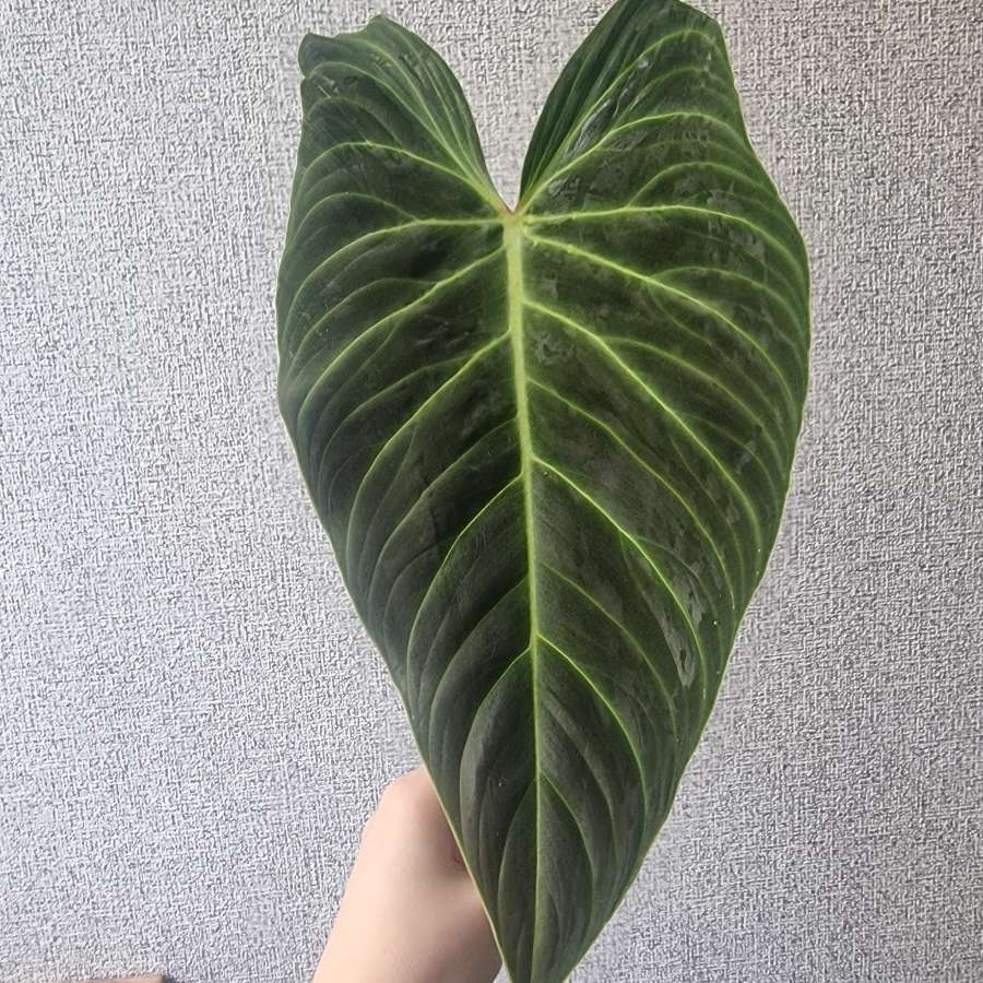 Philodendron splendid
