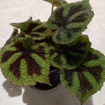 Begonia masoniana