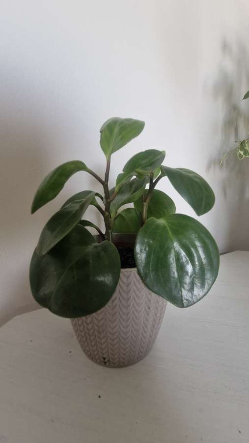 Peperomia tępolistna 3