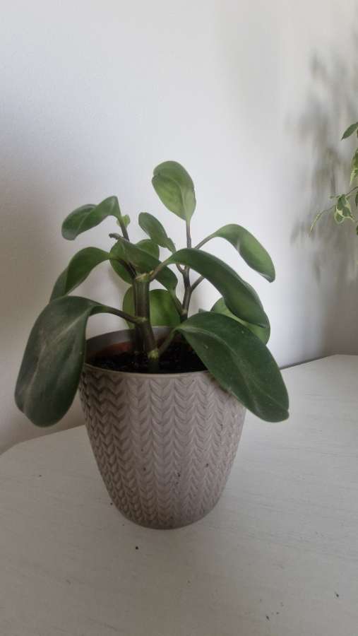 Peperomia tępolistna 2