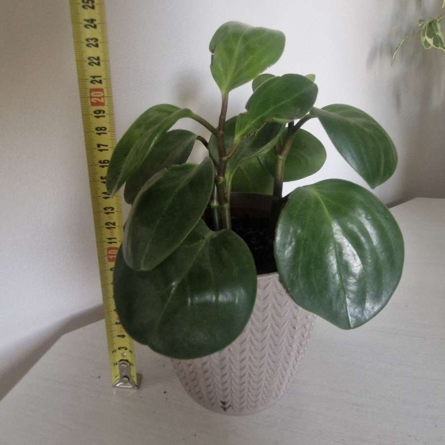 Peperomia tępolistna