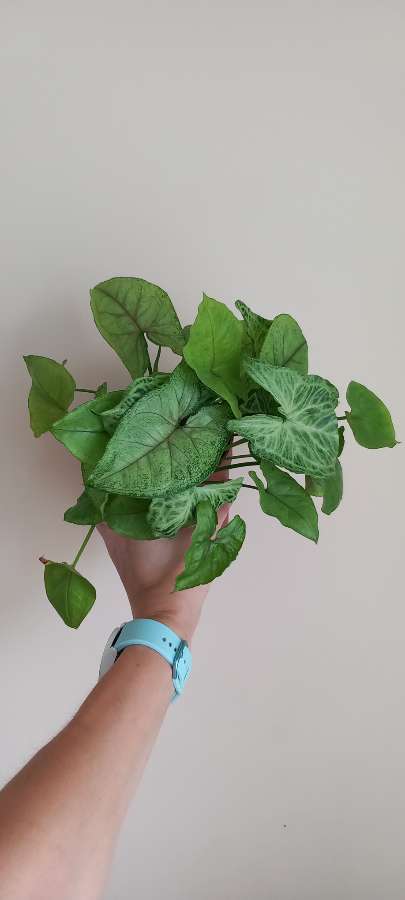 Syngonium Batik+Matcha Sprinkle 2
