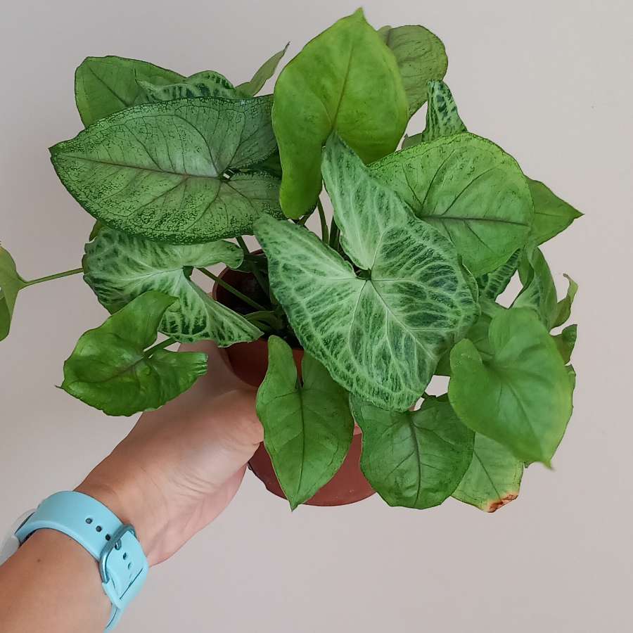 Syngonium Batik+Matcha Sprinkle