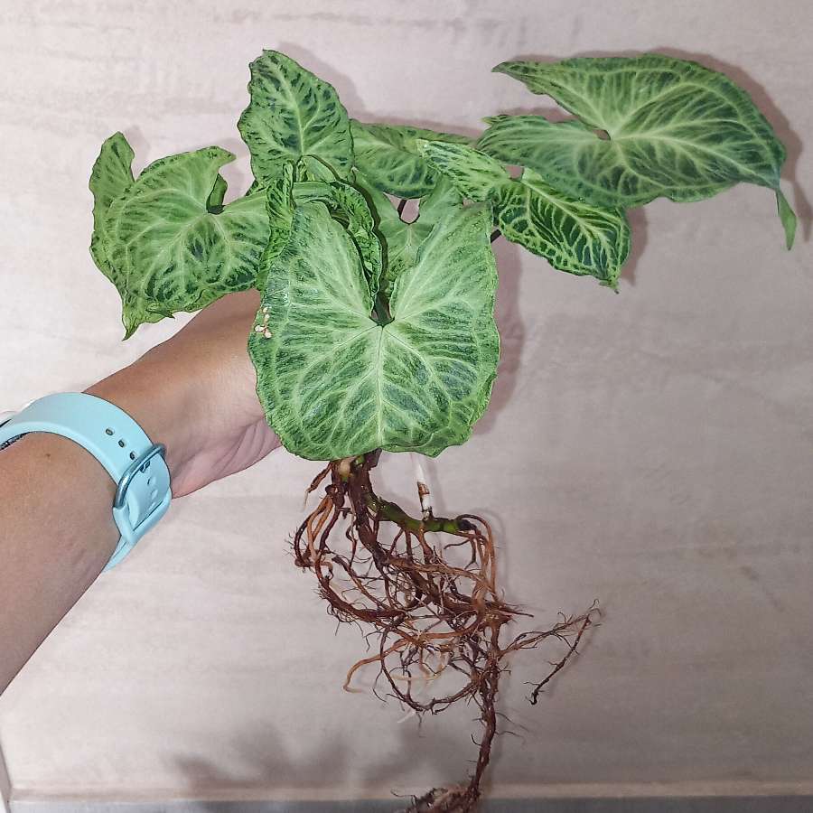 Syngonium Batik i Syngonium Matcha Sprinkle
