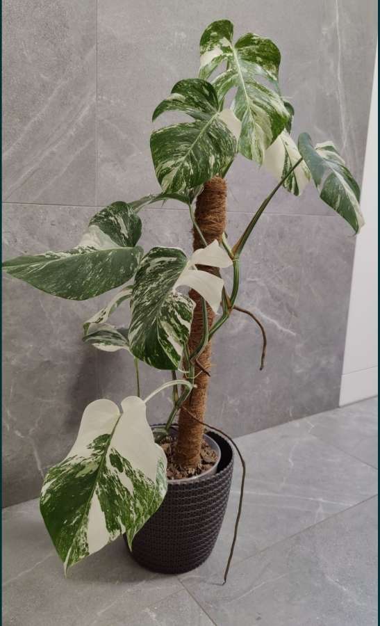 Monstera deliciosa variegata Albo 5