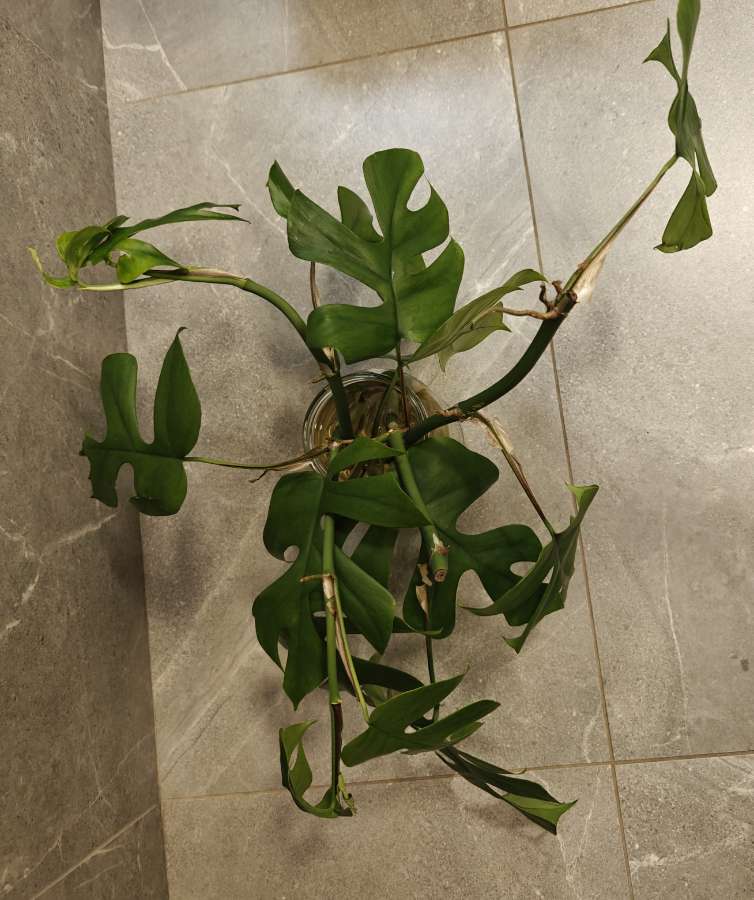 Rhaphidophora tetrasperma - Monstera Minima, sadzonki 3