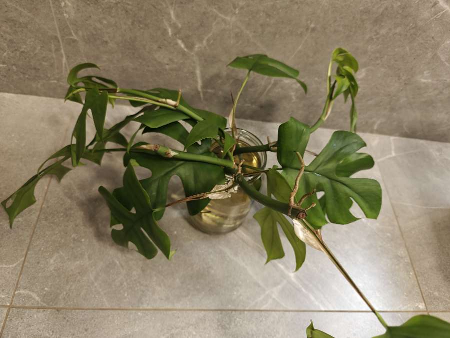 Rhaphidophora tetrasperma - Monstera Minima, sadzonki 4