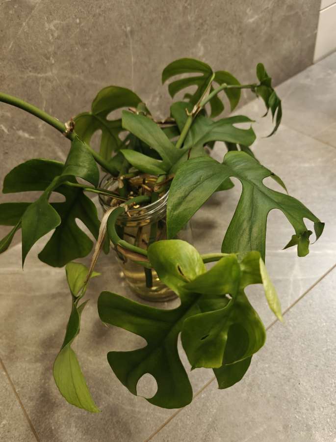 Rhaphidophora tetrasperma - Monstera Minima, sadzonki 5