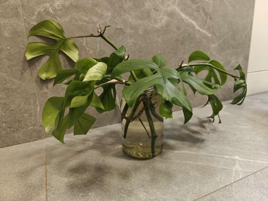 Rhaphidophora tetrasperma - Monstera Minima, sadzonki 2