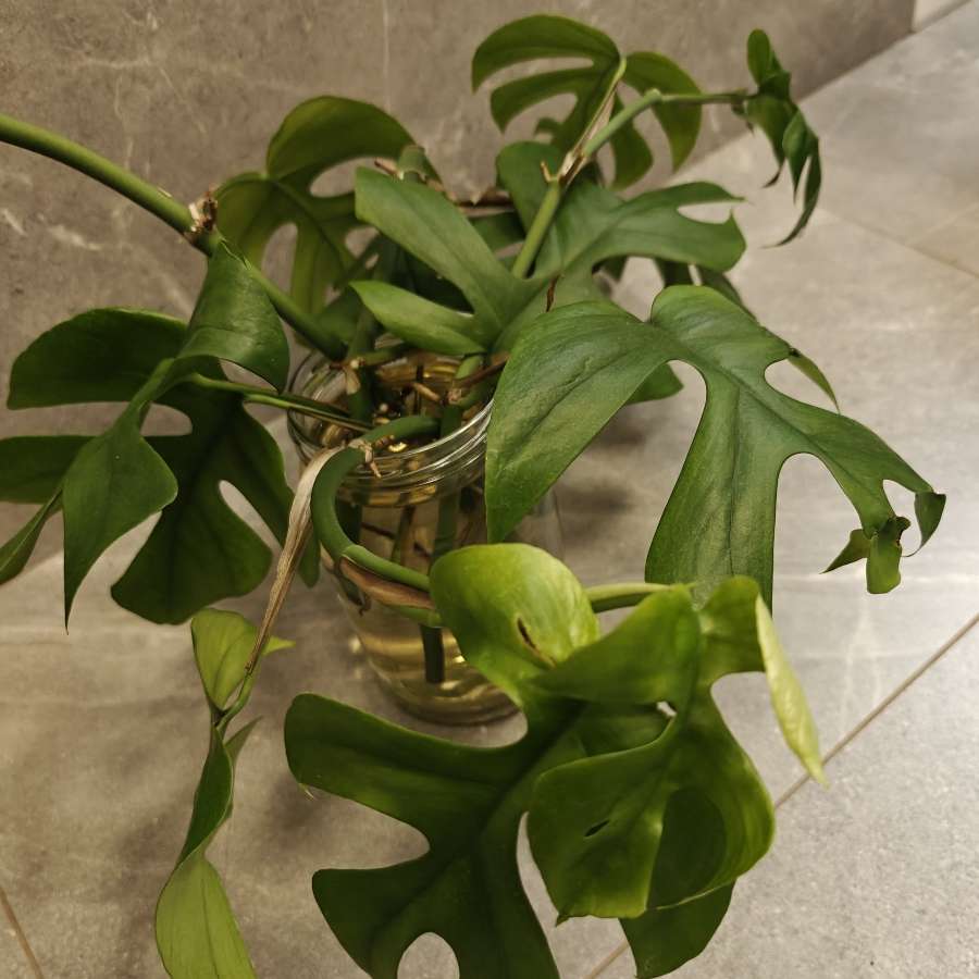 Rhaphidophora tetrasperma - Monstera Minima, sadzonki
