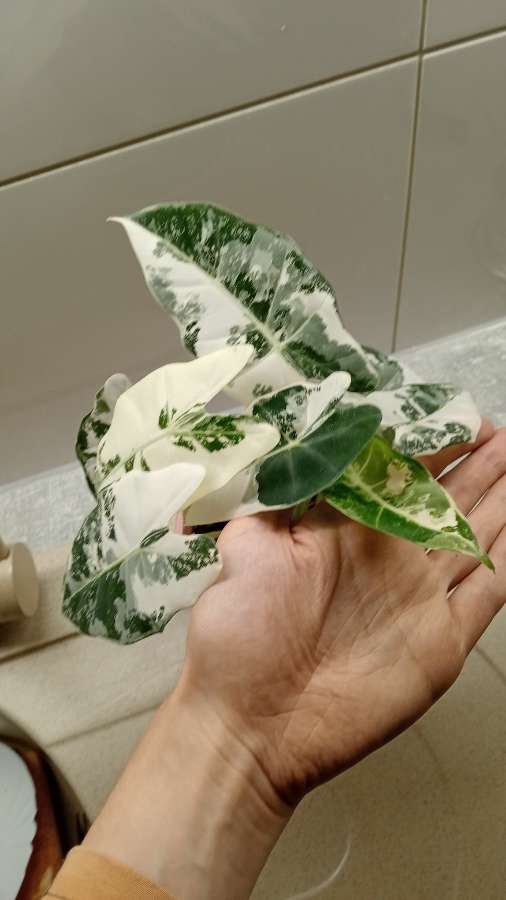 Alokazja frydek variegata 2