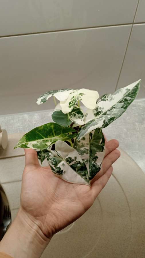 Alokazja frydek variegata 3