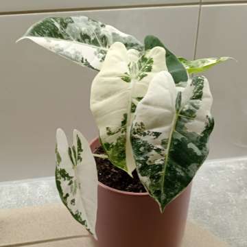 Alokazja frydek variegata