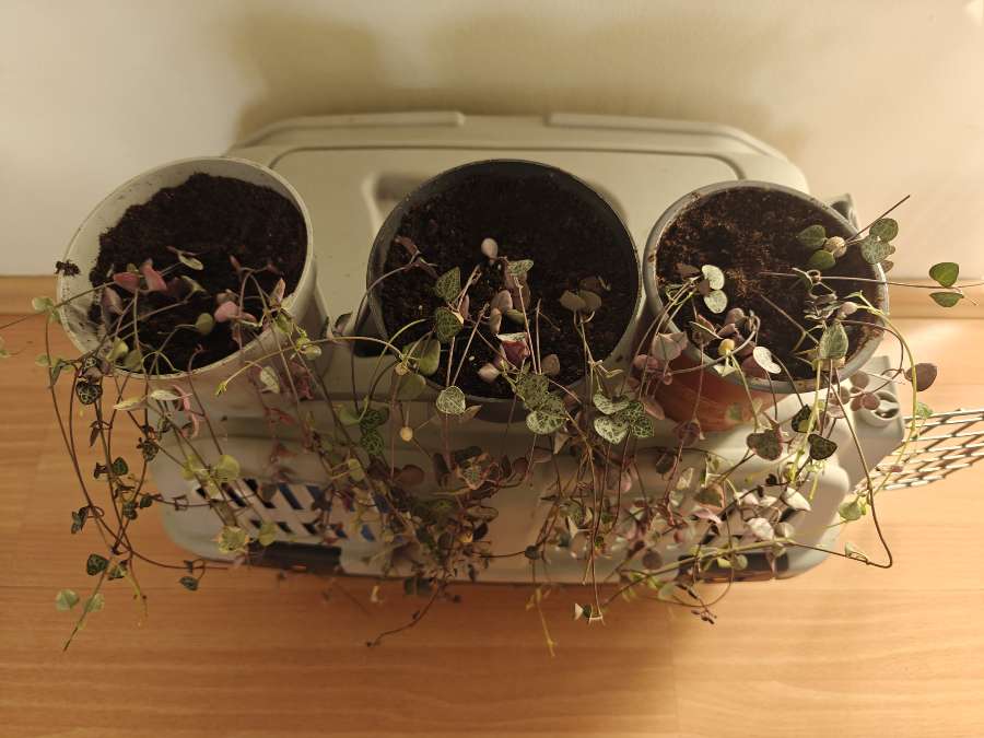 Ceropegia variegata 2