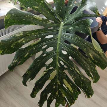 Monstera deliciosa Thai Constellation