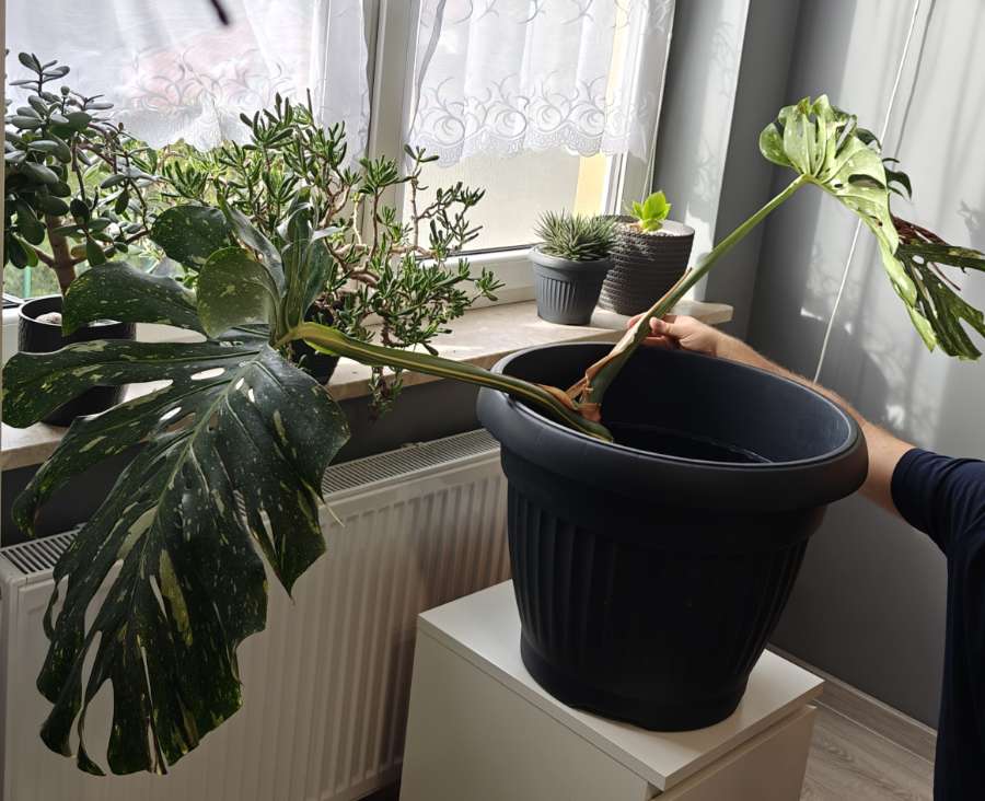 Monstera deliciosa Thai Constellation 3