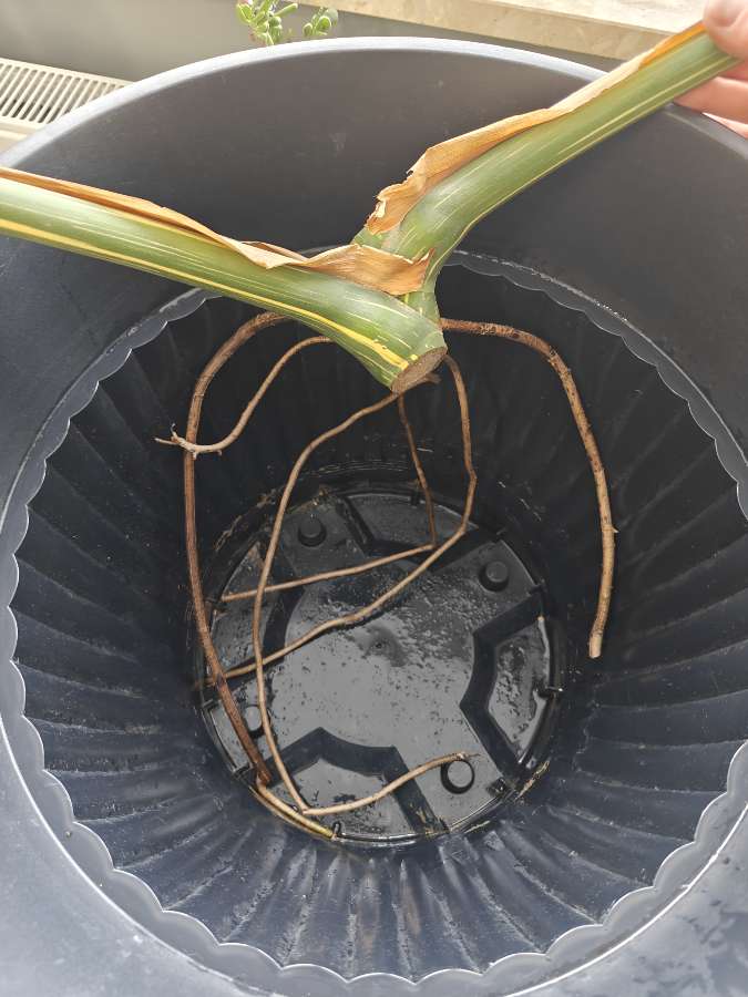 Monstera deliciosa Thai Constellation 5