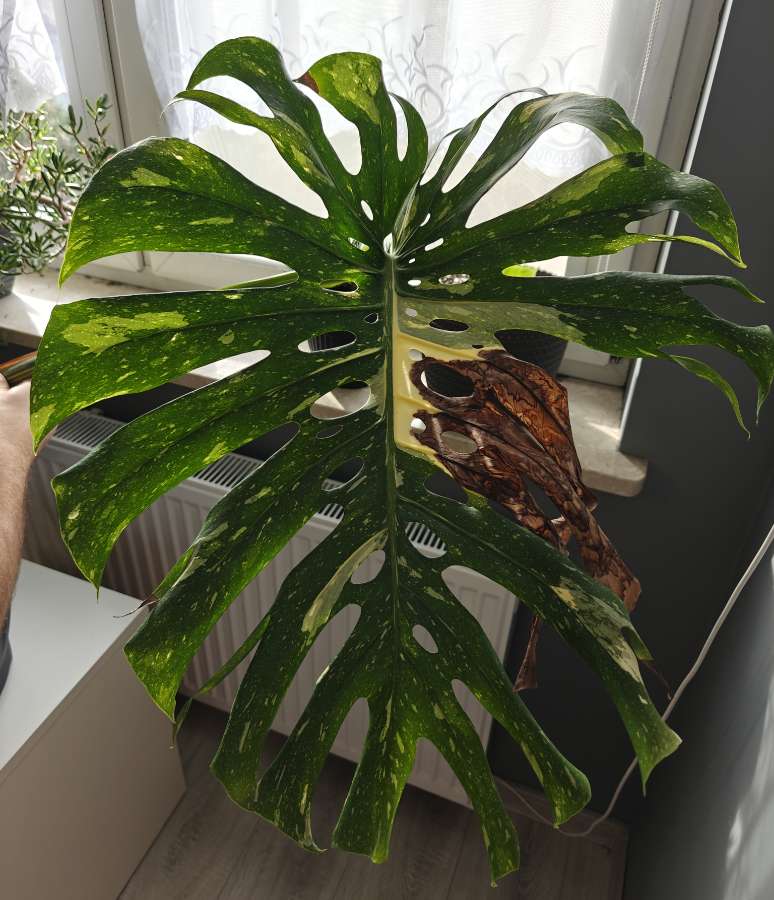 Monstera deliciosa Thai Constellation 4