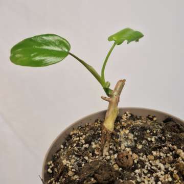 Philodendron paraiso verde