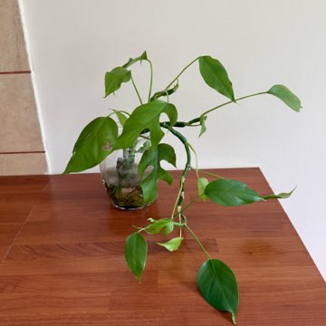 rhaphidophora tetrasperma