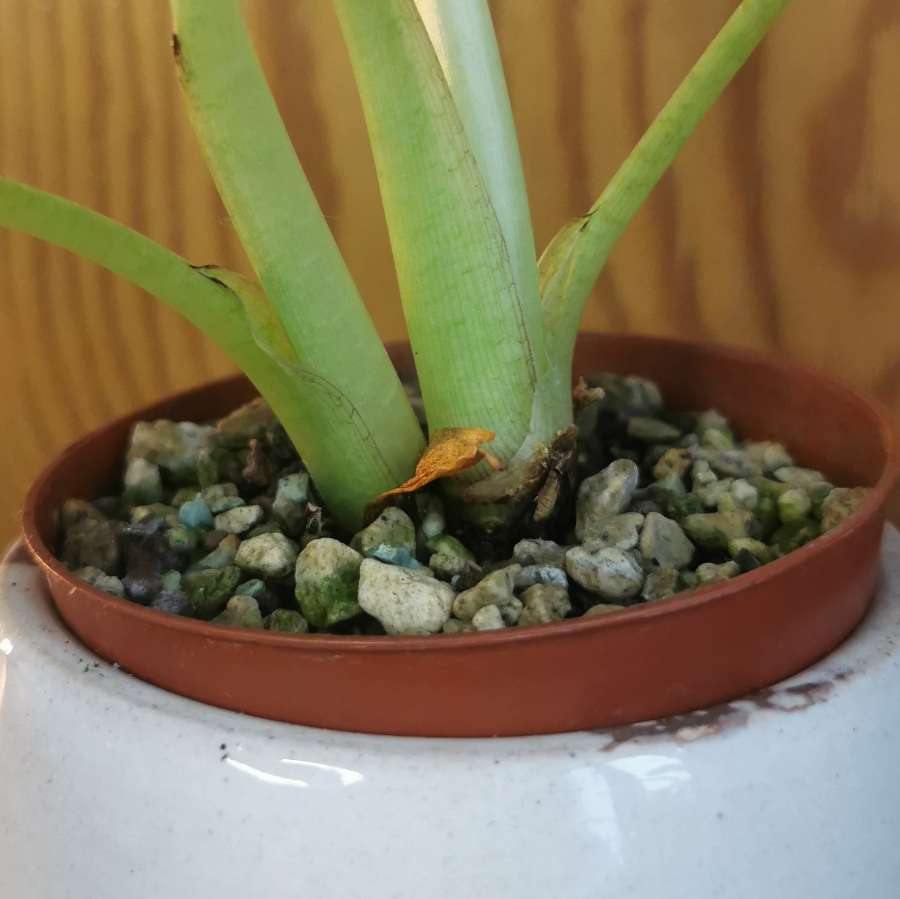 Alocasia regal shield 2