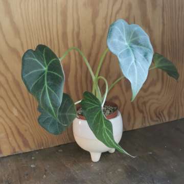 Alocasia regal shield