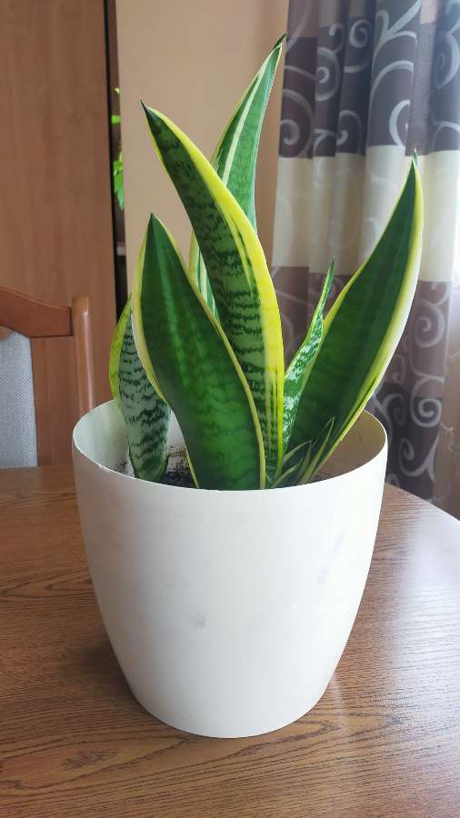Sansevieria 2