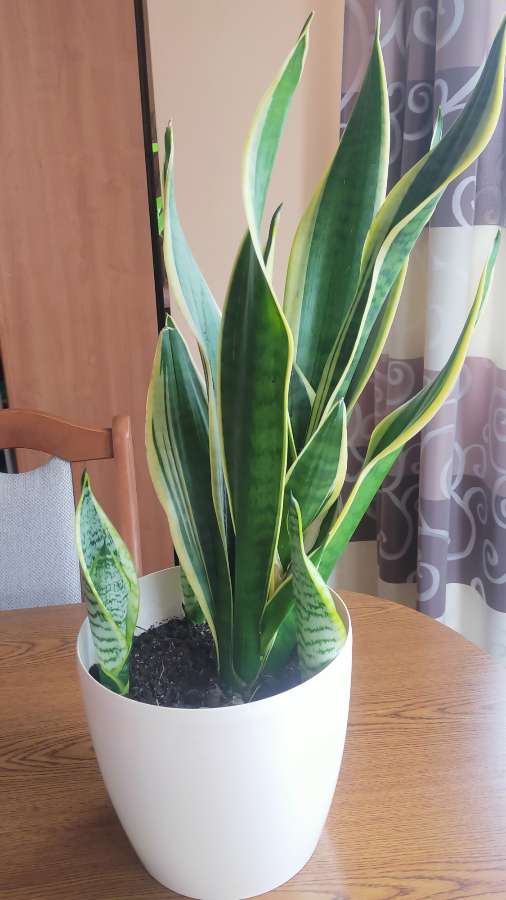 Sansevieria 3
