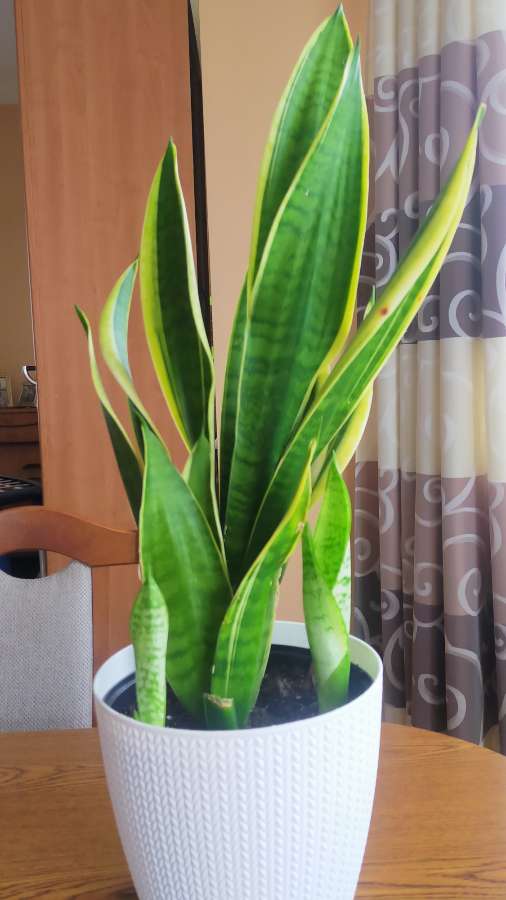 Sansevieria 5