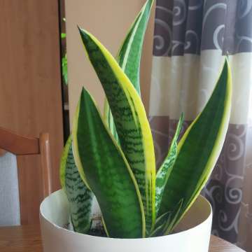 Sansevieria