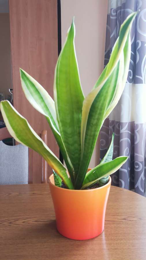Sansevieria 4