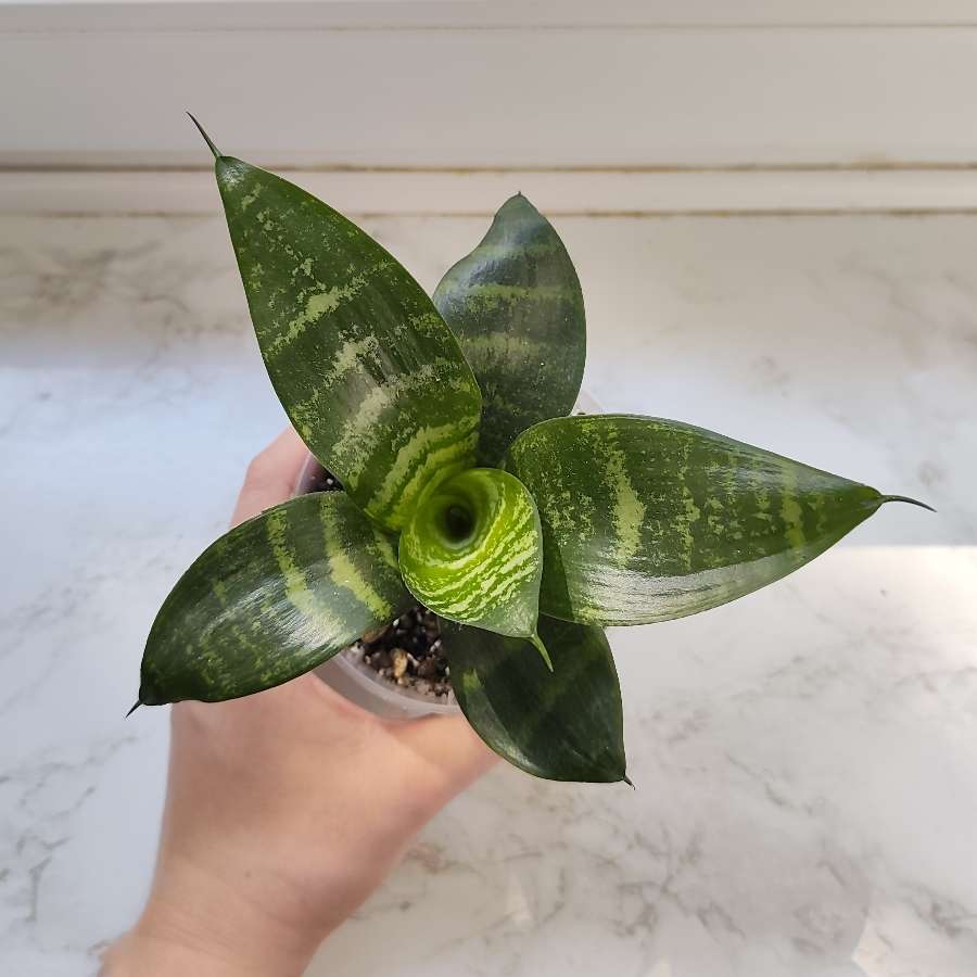 Sansevieria hahnii Green