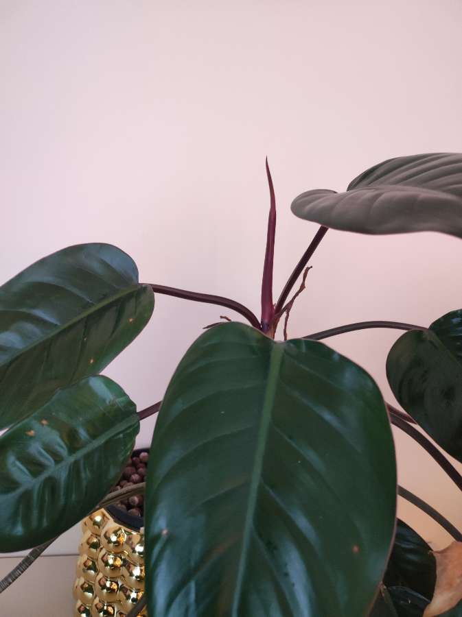 Filodendron Imperial Red 3