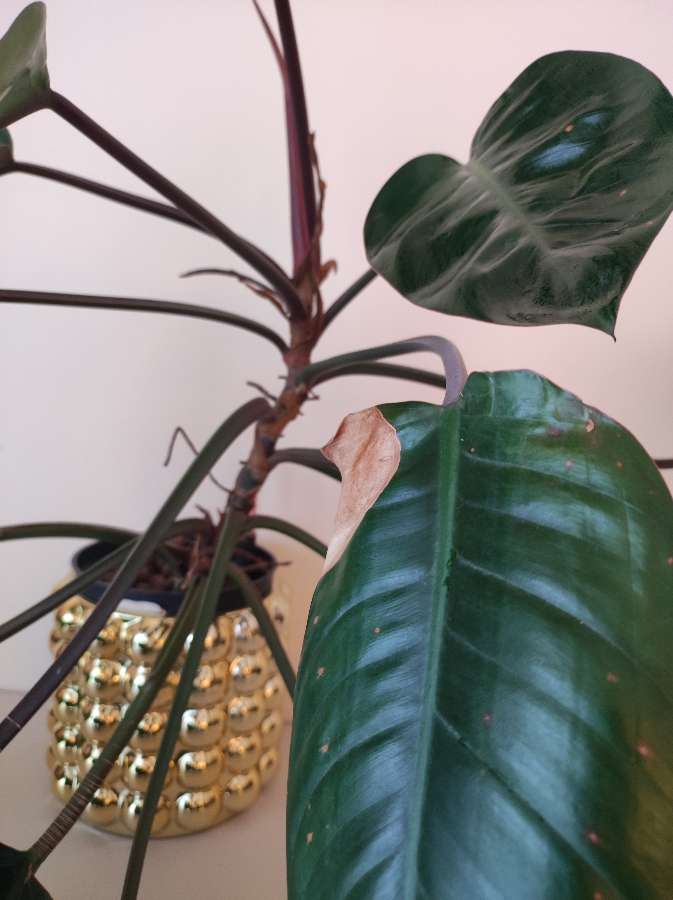 Filodendron Imperial Red 4