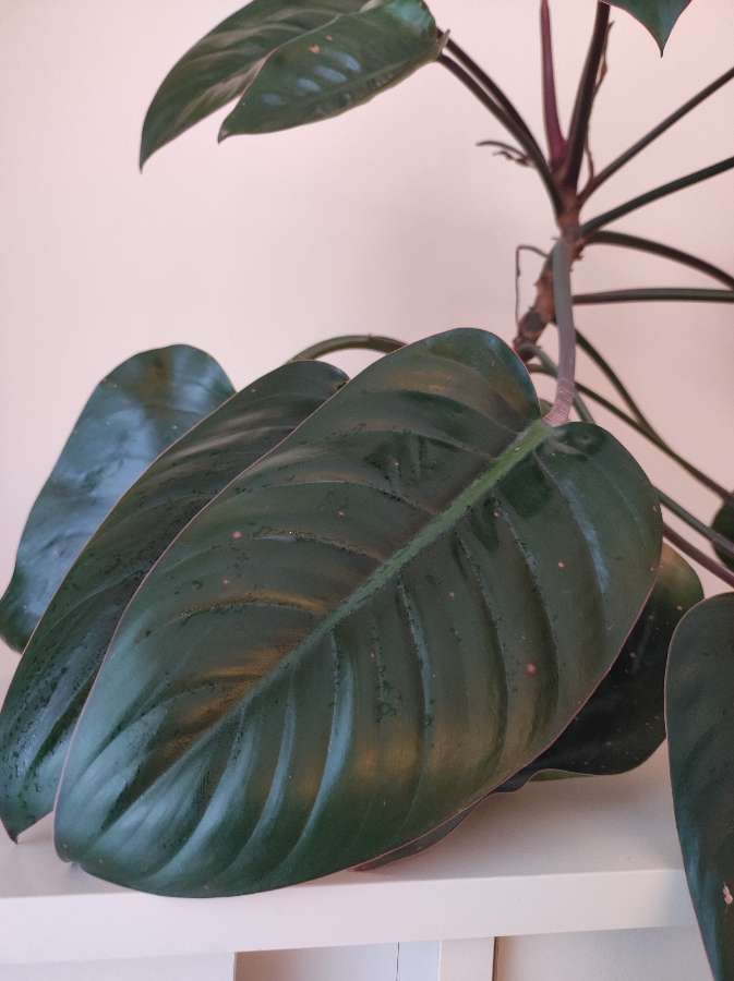 Filodendron Imperial Red 2