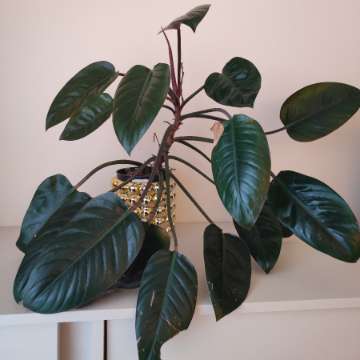 Filodendron Imperial Red