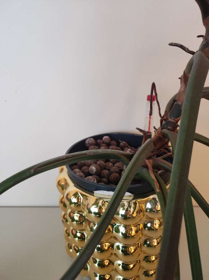 Filodendron Imperial Red 5