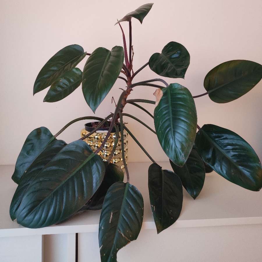 Filodendron Imperial Red