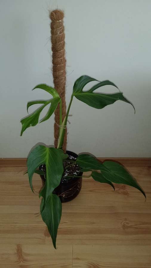 Monstera burle Marx flame 4