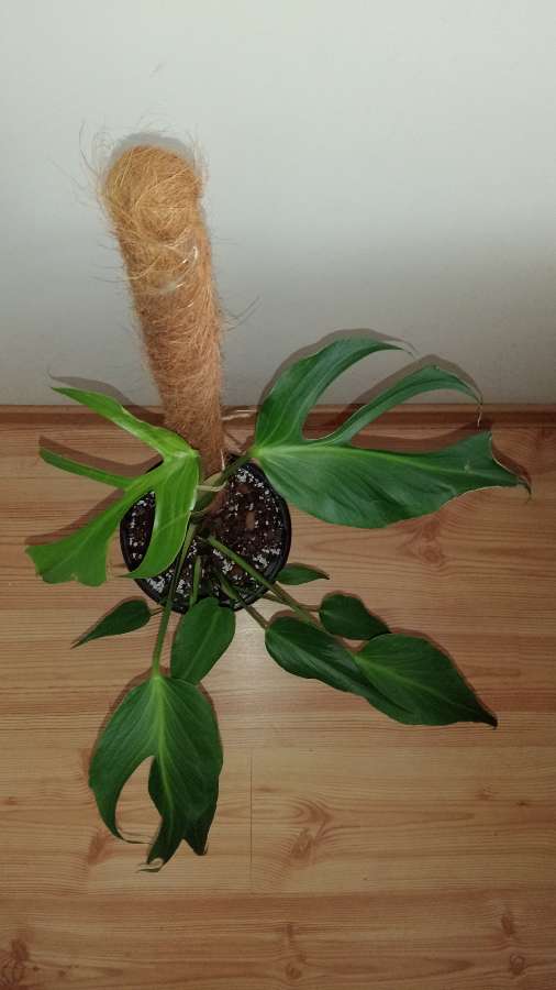 Monstera burle Marx flame 3