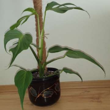 Monstera burle Marx flame