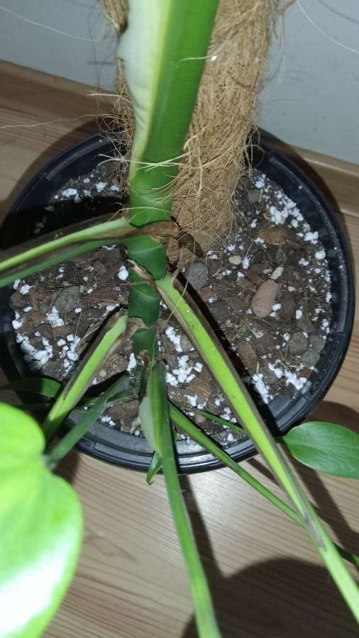 Monstera burle Marx flame 2