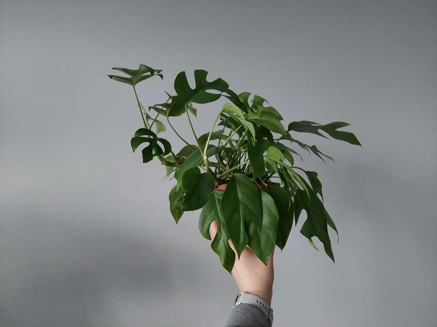 Rhaphidophora tetrasperma 4