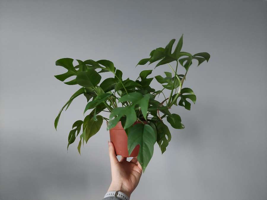 Rhaphidophora tetrasperma 3