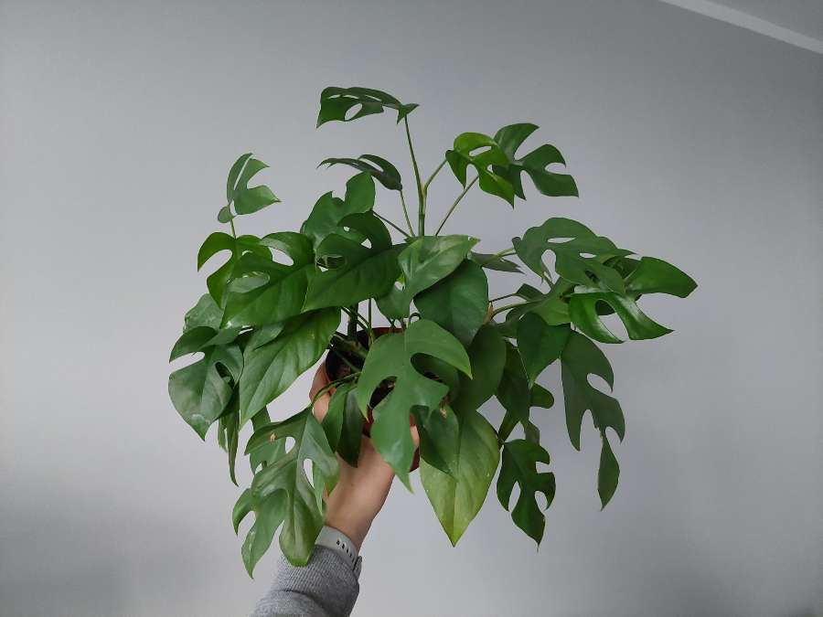 Rhaphidophora tetrasperma 2